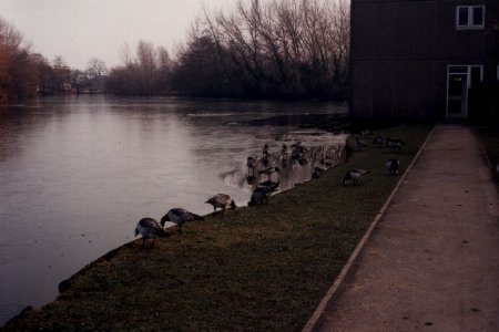 [Geese, Wentworth College, 1994]